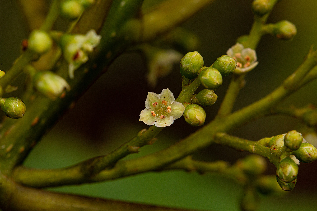 Maesa lanceolata