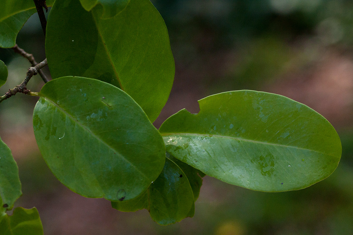 Embelia schimperi