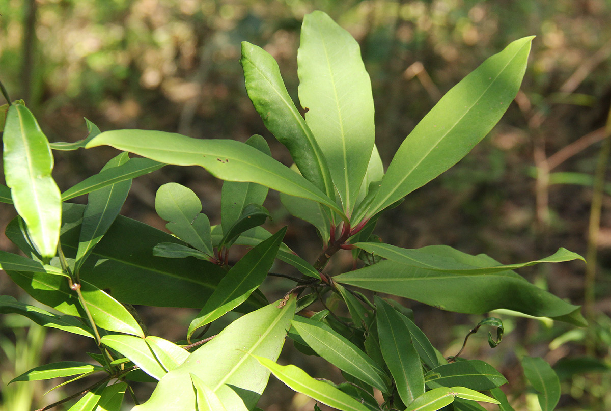 Rapanea melanophloeos