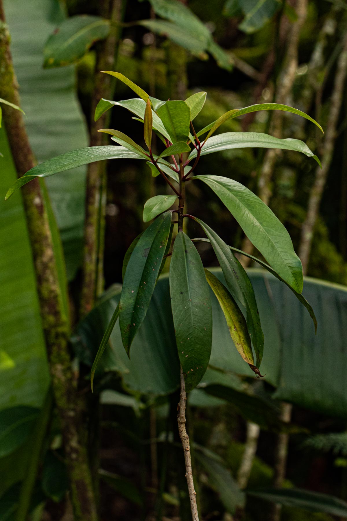 Rapanea melanophloeos