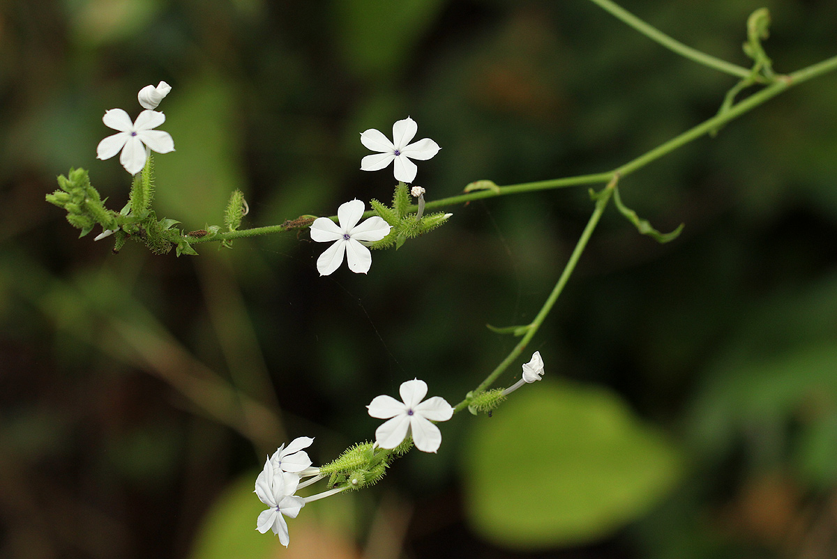 Plumbago zeylanica