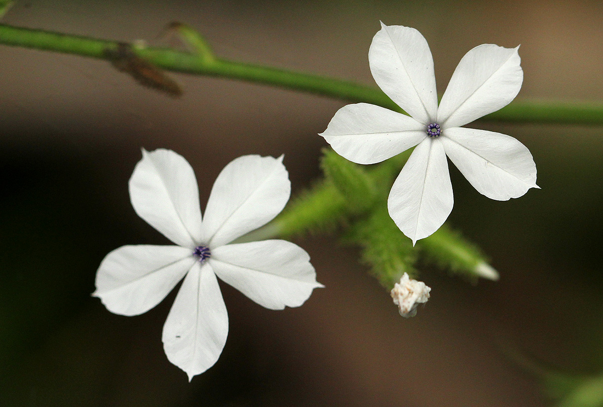 Plumbago zeylanica