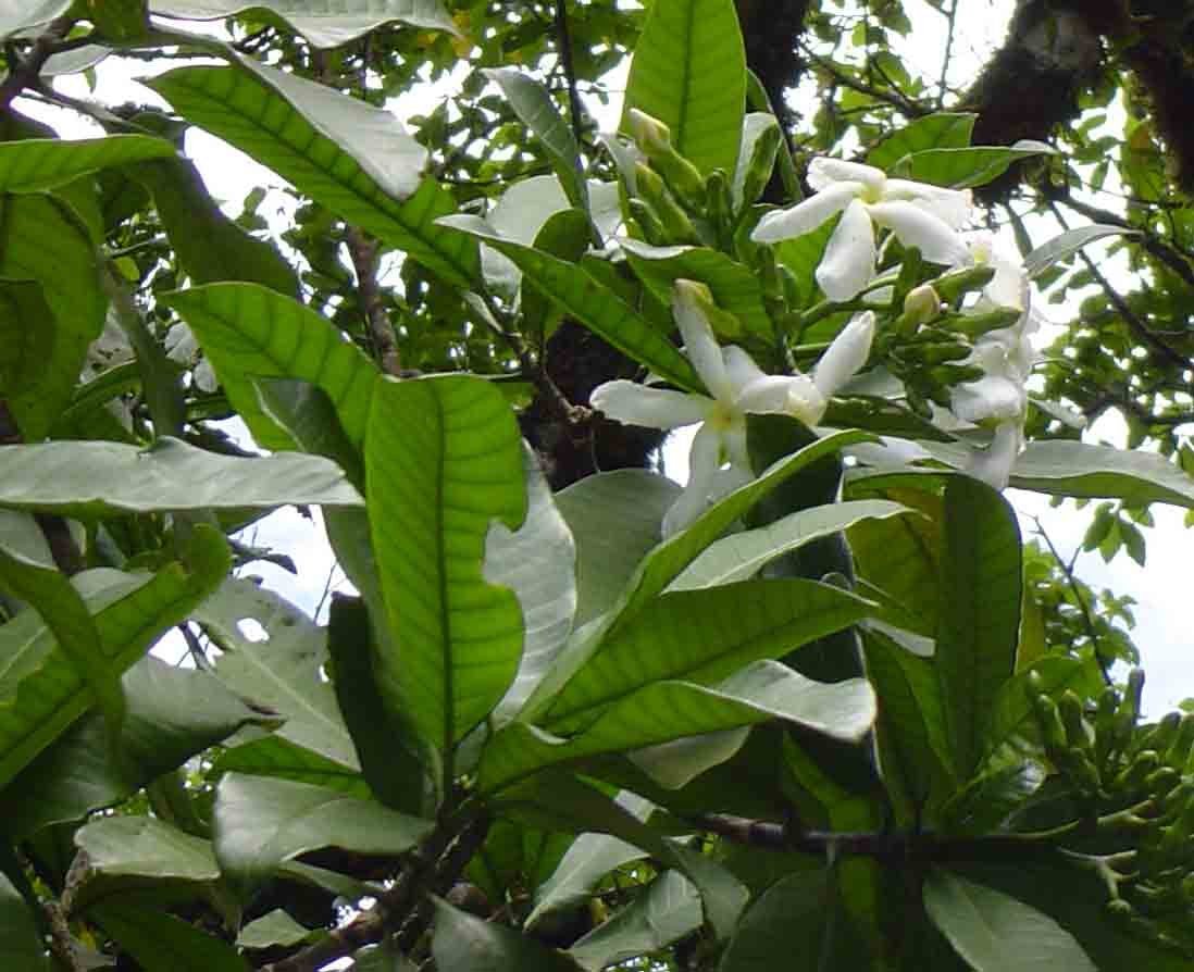 Tabernaemontana stapfiana