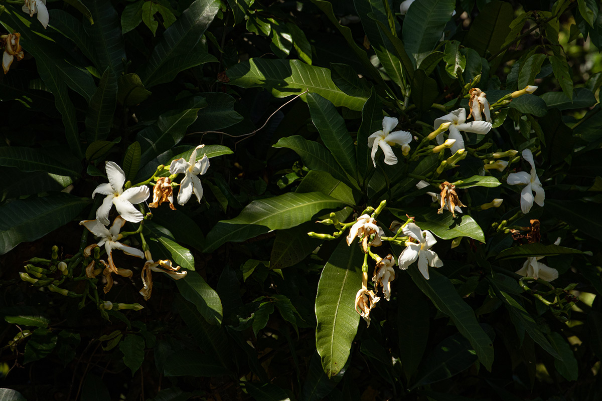 Tabernaemontana stapfiana