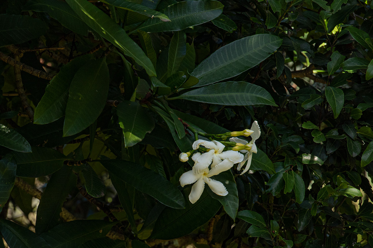 Tabernaemontana stapfiana