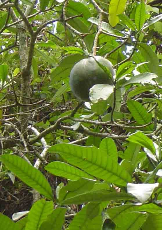 Tabernaemontana stapfiana