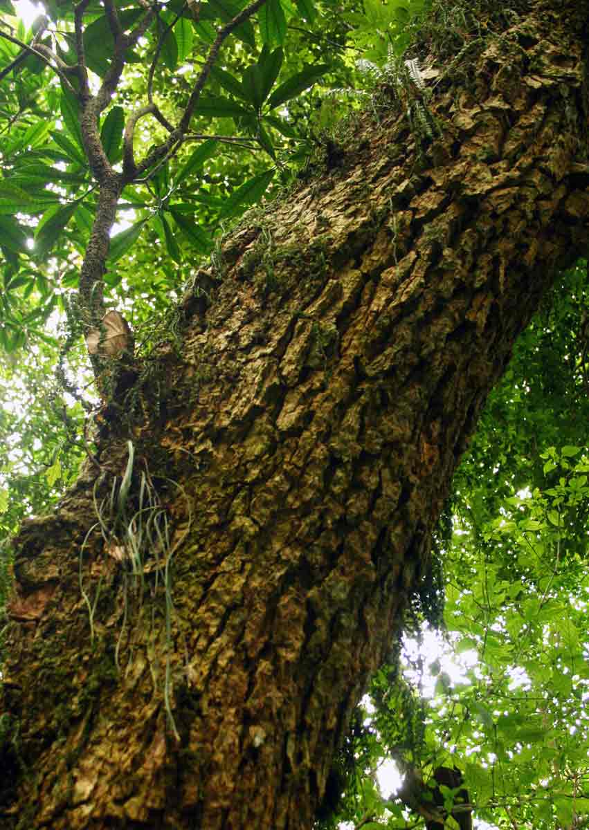 Tabernaemontana stapfiana