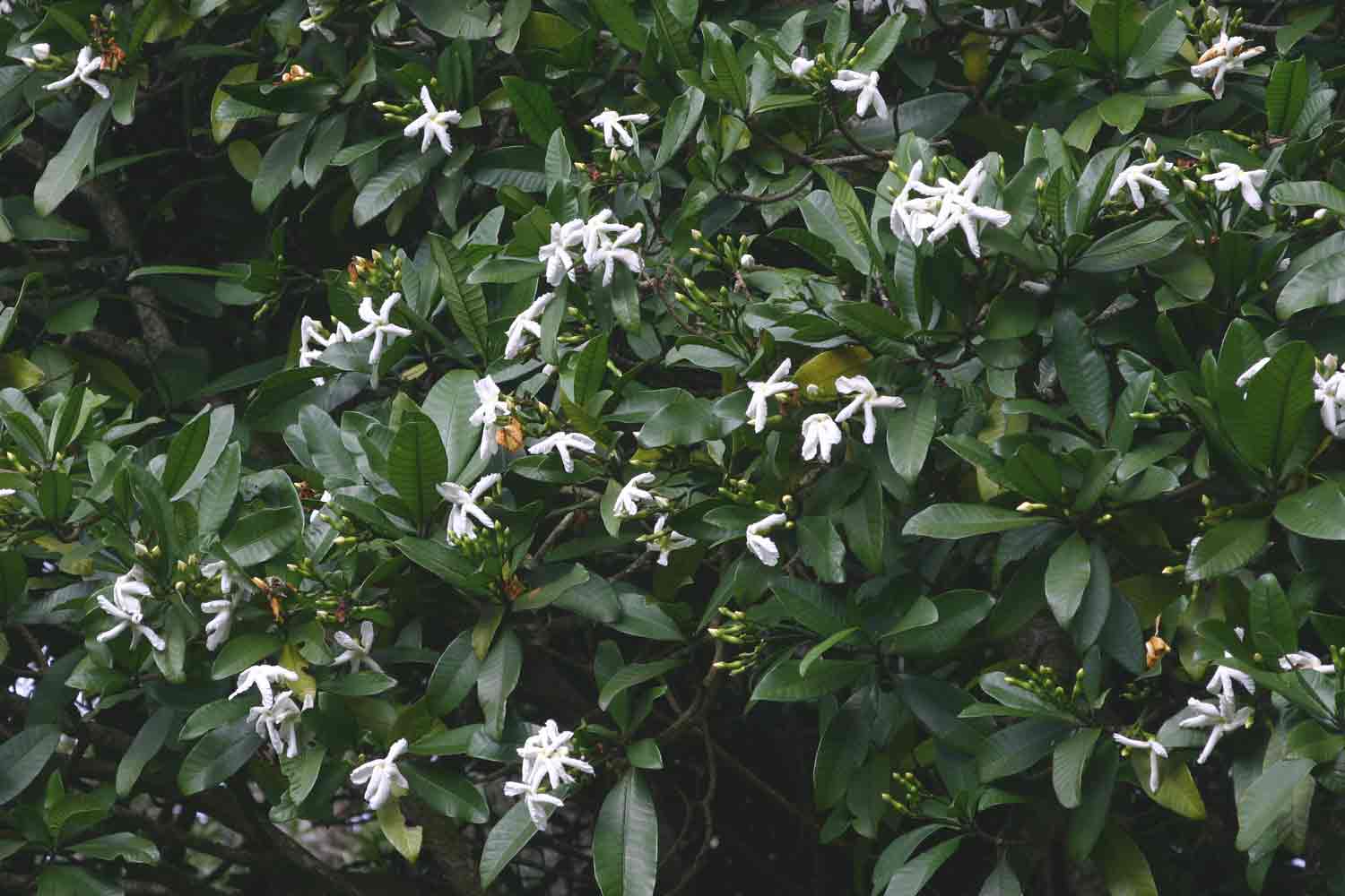 Tabernaemontana stapfiana