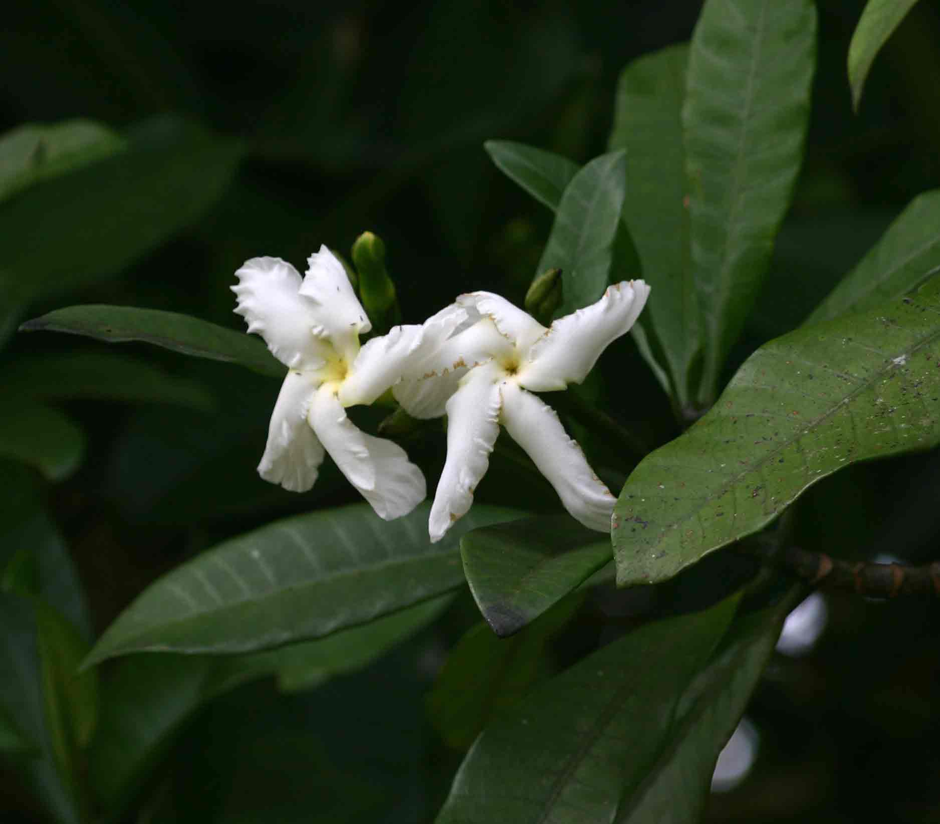 Tabernaemontana stapfiana