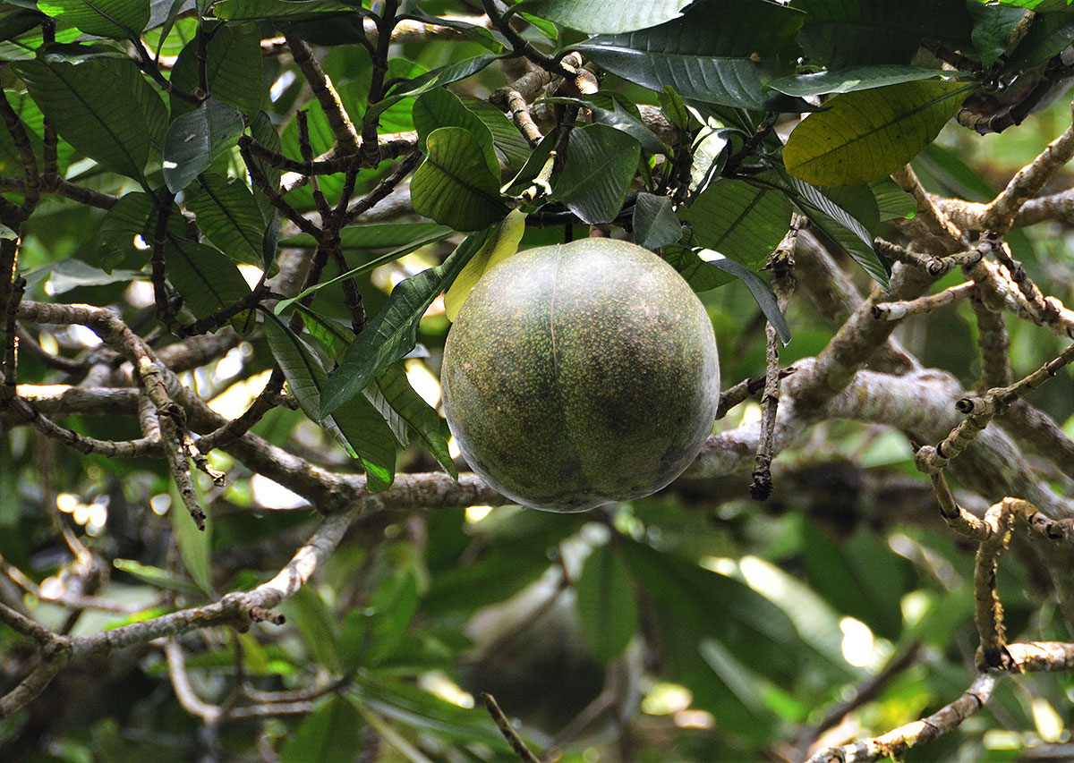 Tabernaemontana stapfiana