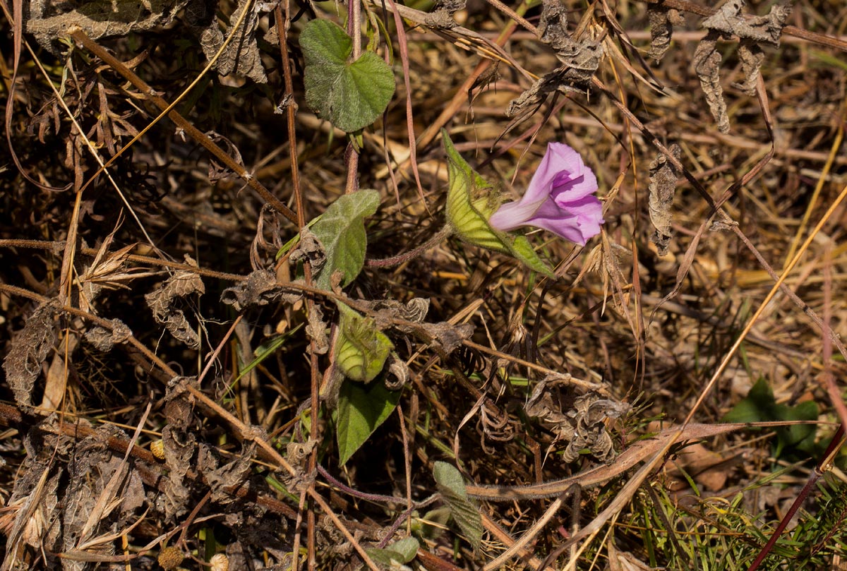 Ipomoea involucrata var. involucrata