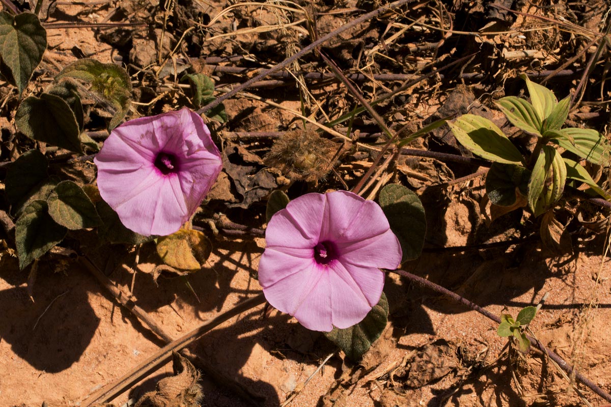 Ipomoea involucrata var. involucrata