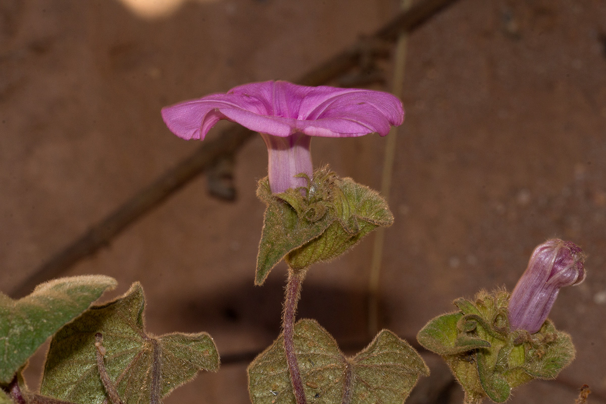 Ipomoea involucrata var. involucrata