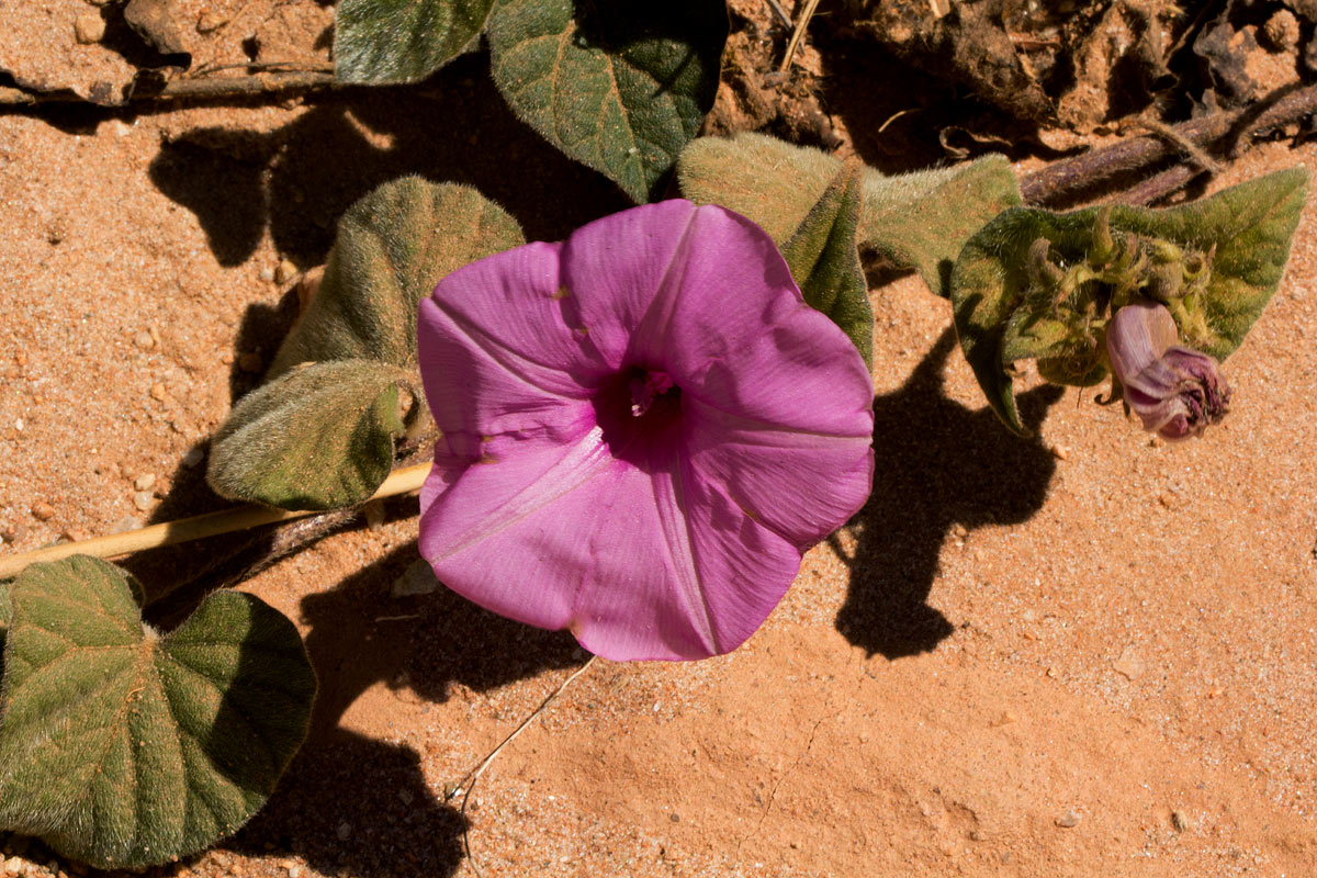 Ipomoea involucrata var. involucrata