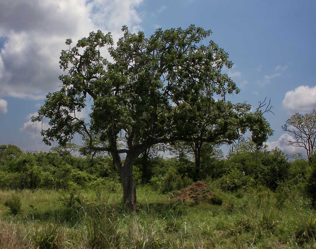 Kigelia africana subsp. africana