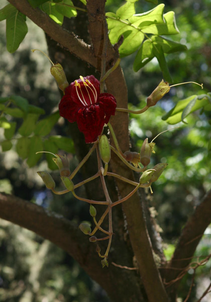 Kigelia africana subsp. africana