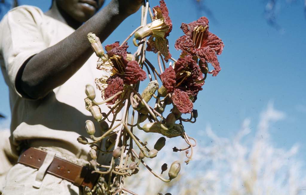 Kigelia africana subsp. africana