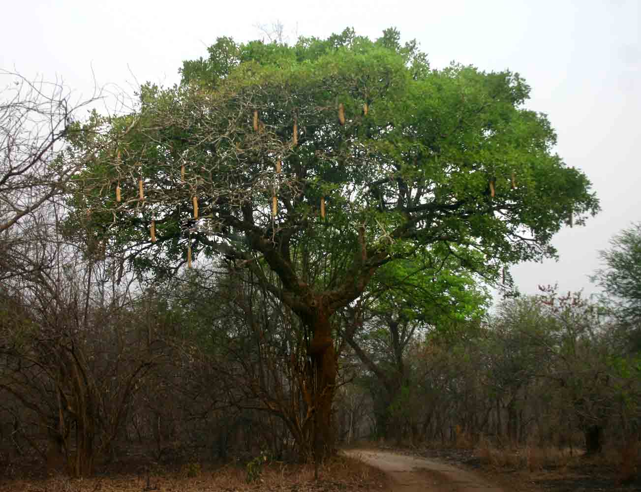 Kigelia africana subsp. africana