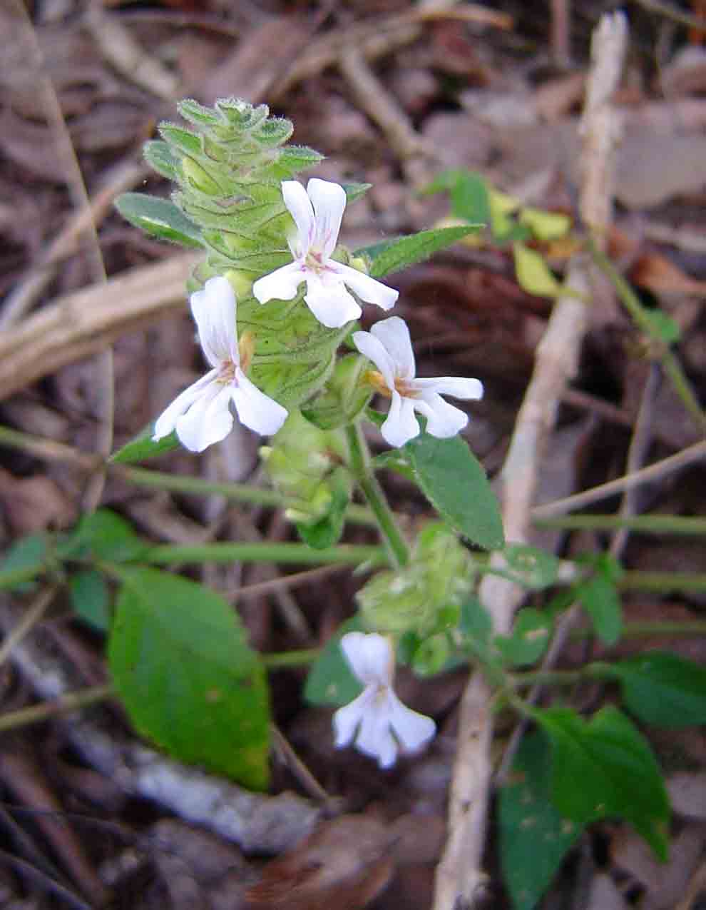 Phaulopsis imbricata subsp. imbricata