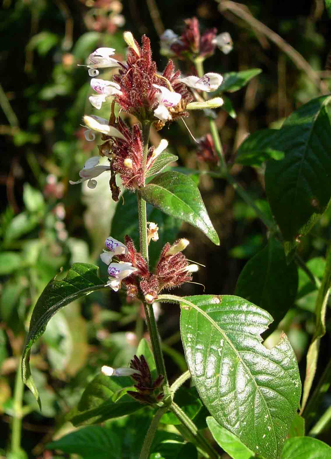 Hypoestes forskaolii subsp. forskaolii