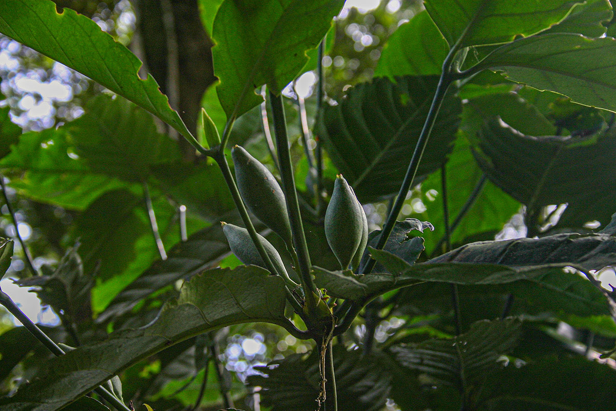 Oxyanthus speciosus subsp. stenocarpus