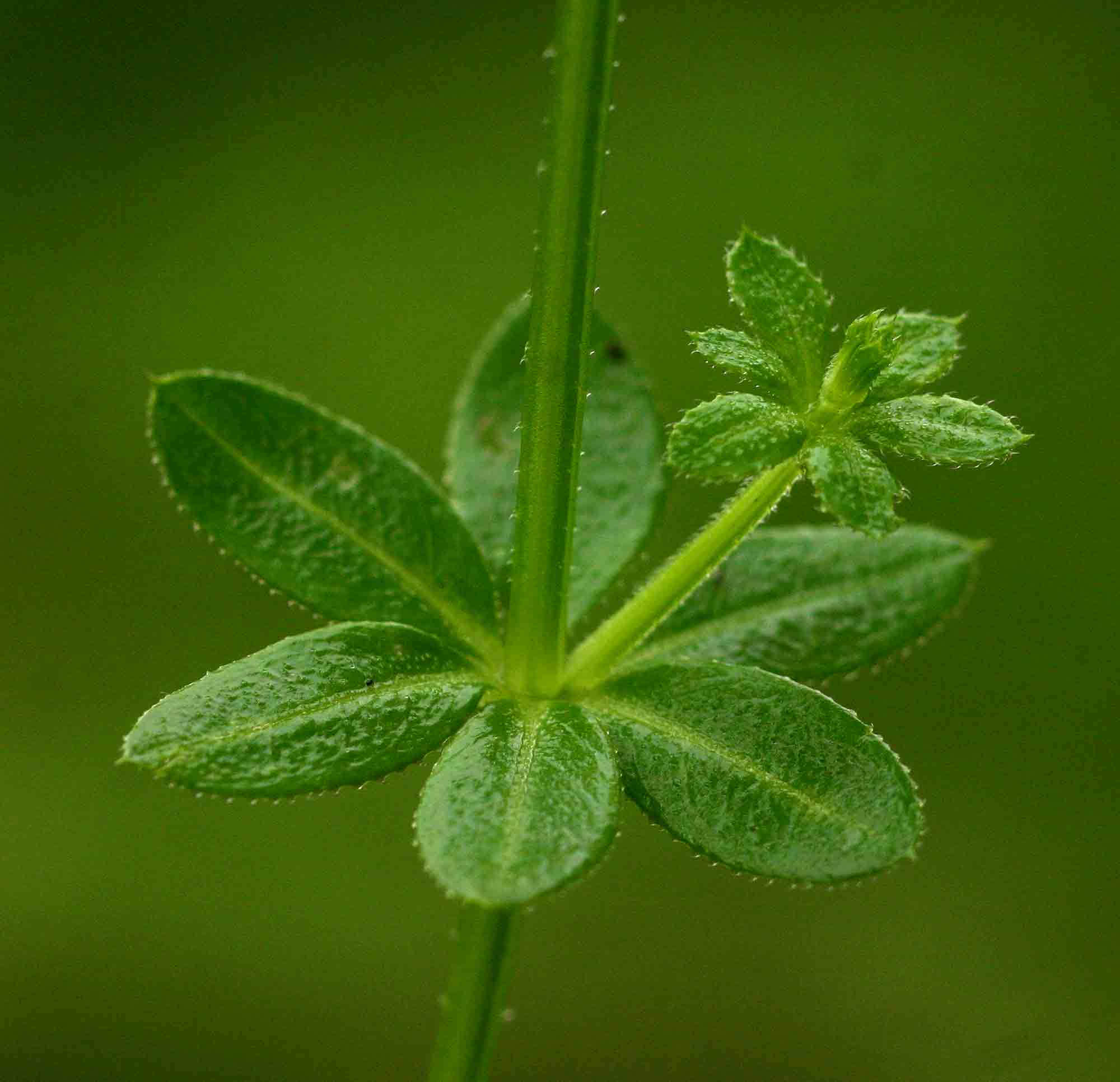 Galium chloroionanthum