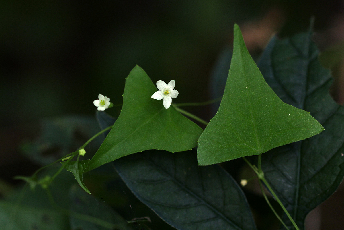 Zehneria tridactyla