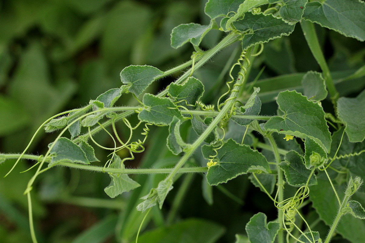 Kedrostis foetidissima