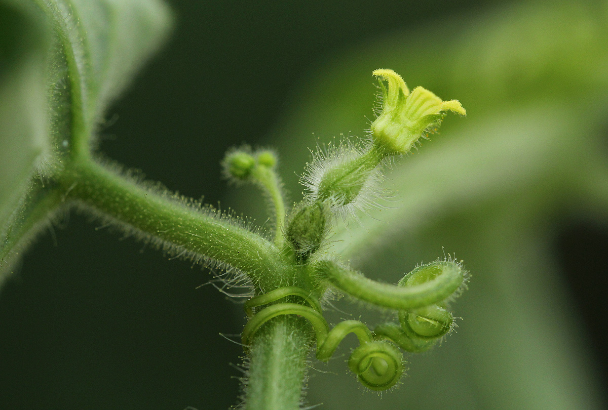 Kedrostis foetidissima