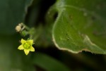 Kedrostis foetidissima