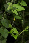 Kedrostis foetidissima