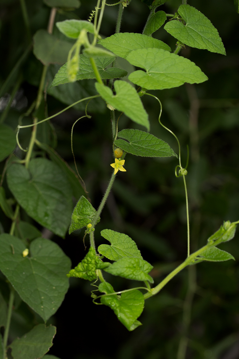 Kedrostis foetidissima