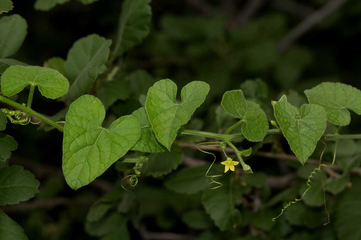 Kedrostis foetidissima