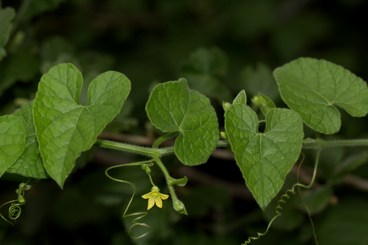 Kedrostis foetidissima