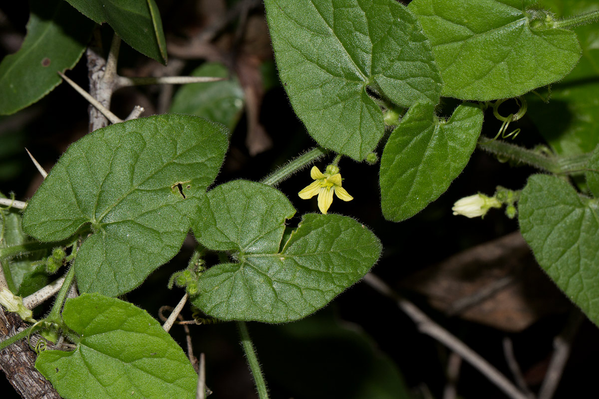 Kedrostis foetidissima