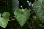 Kedrostis foetidissima