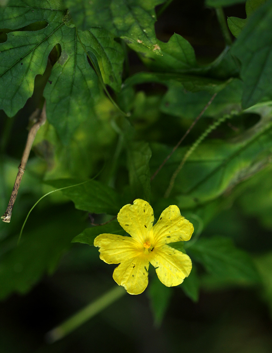 Momordica charantia