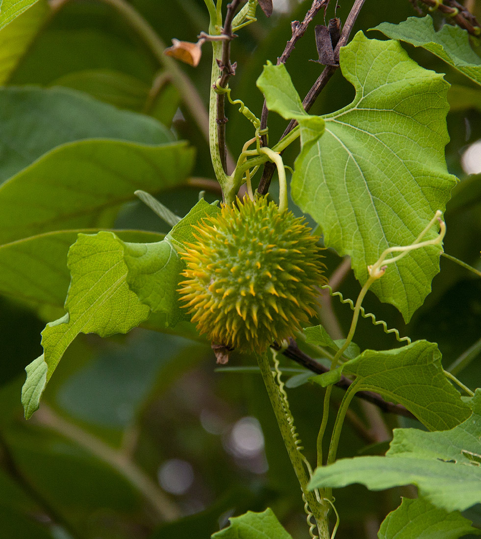 Momordica foetida