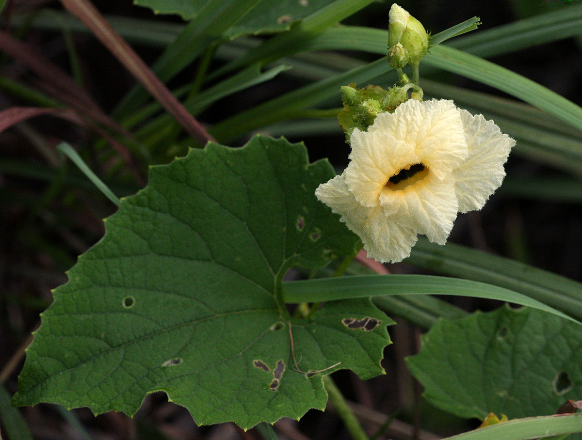 Momordica foetida