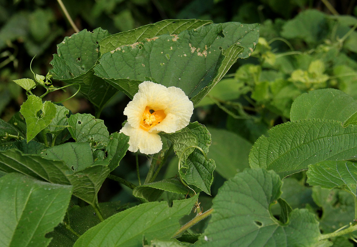 Momordica foetida