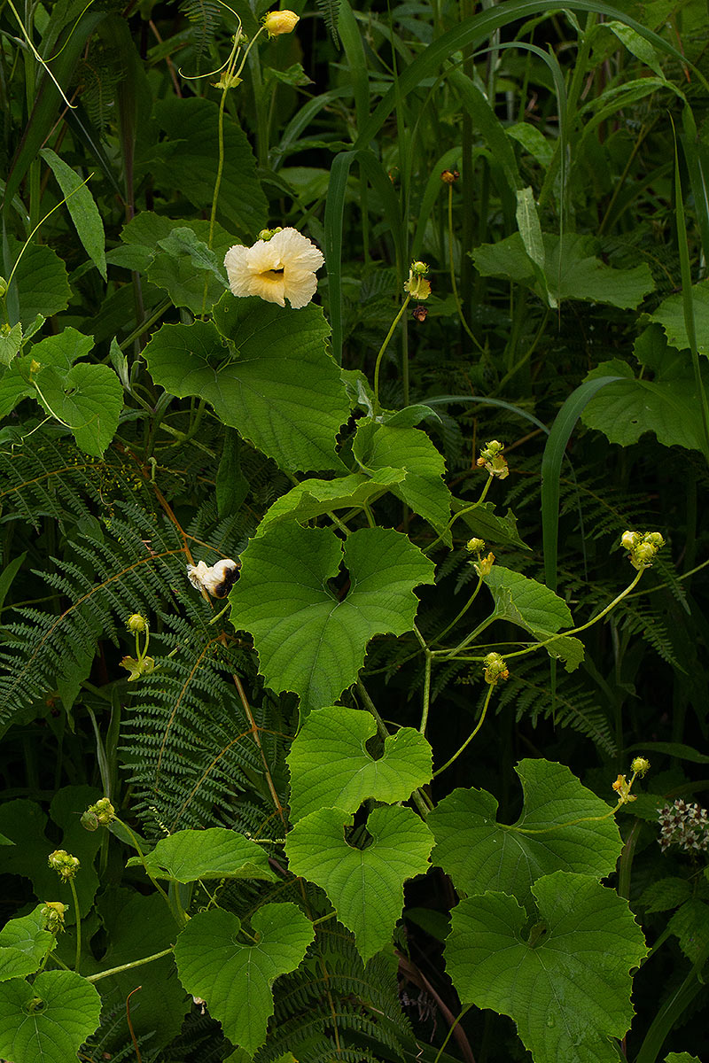 Momordica foetida