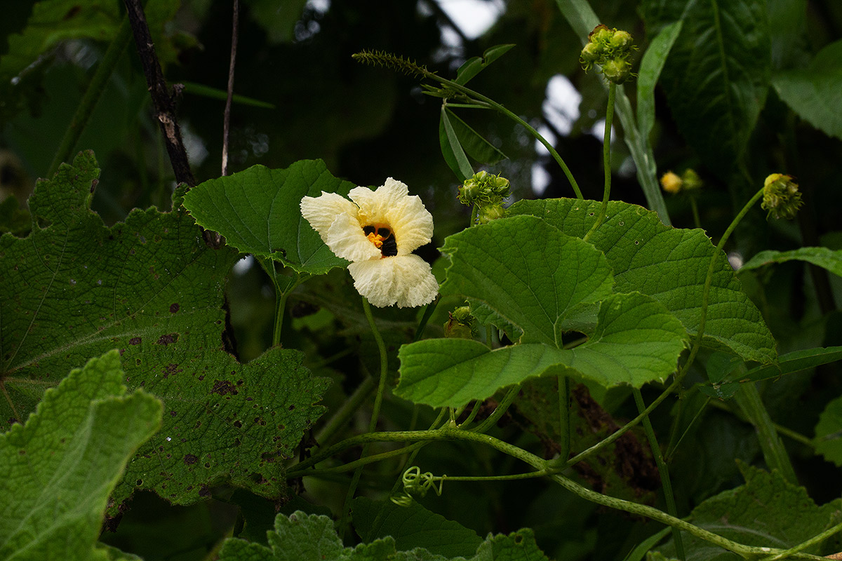 Momordica foetida