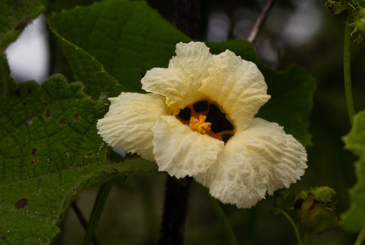 Momordica foetida