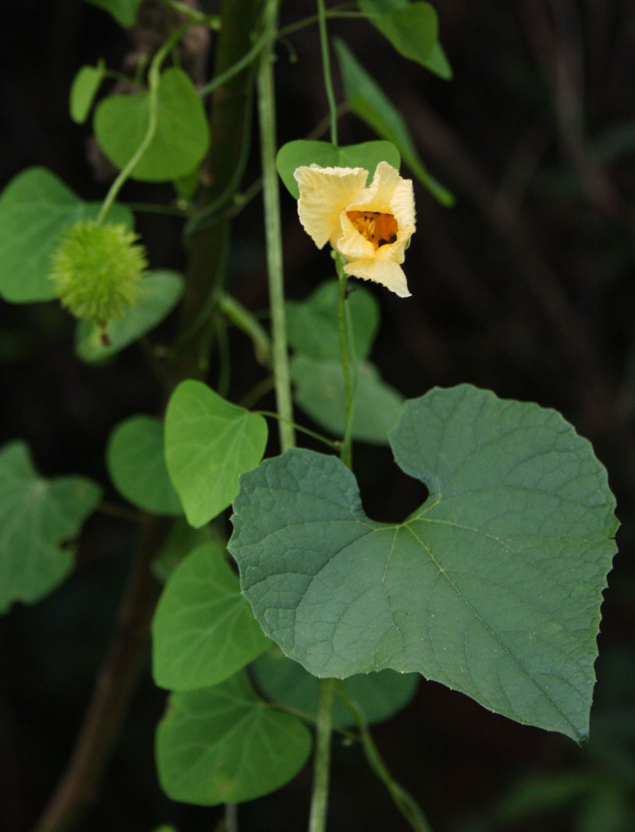 Momordica foetida