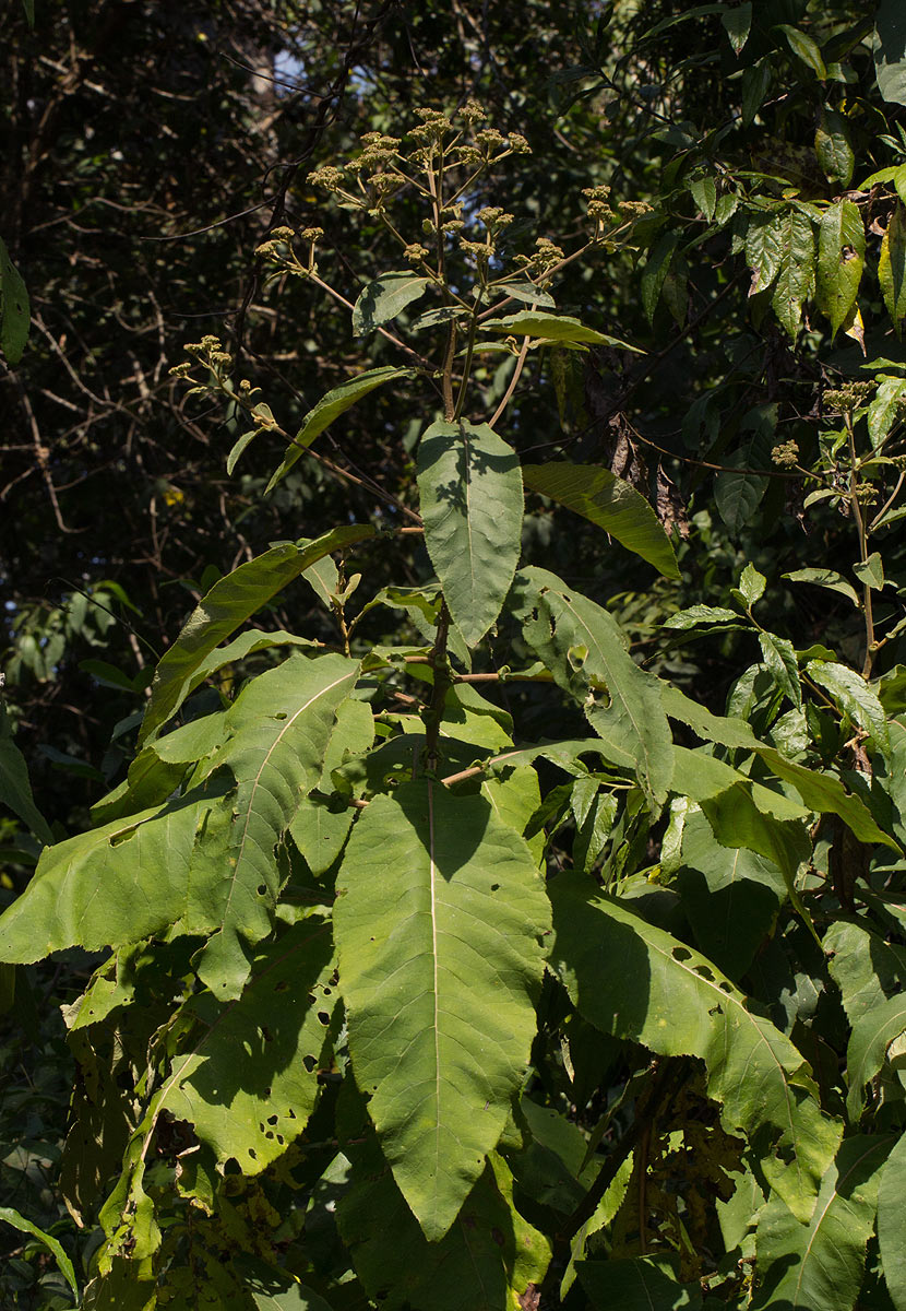 Vernonia myriantha