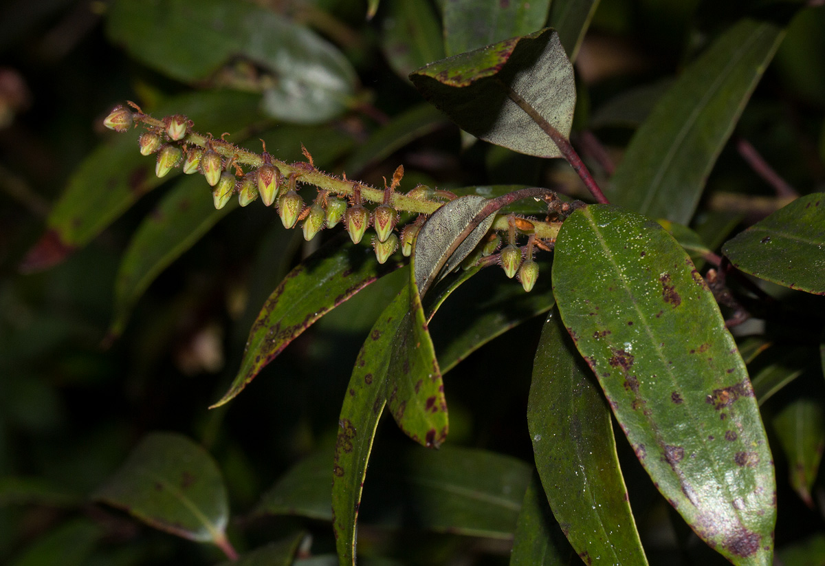 Agauria salicifolia