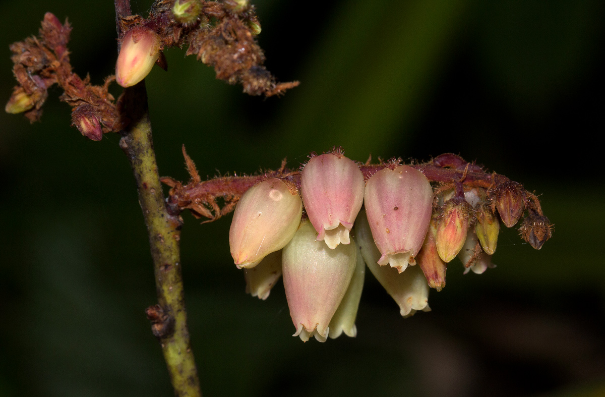 Agauria salicifolia