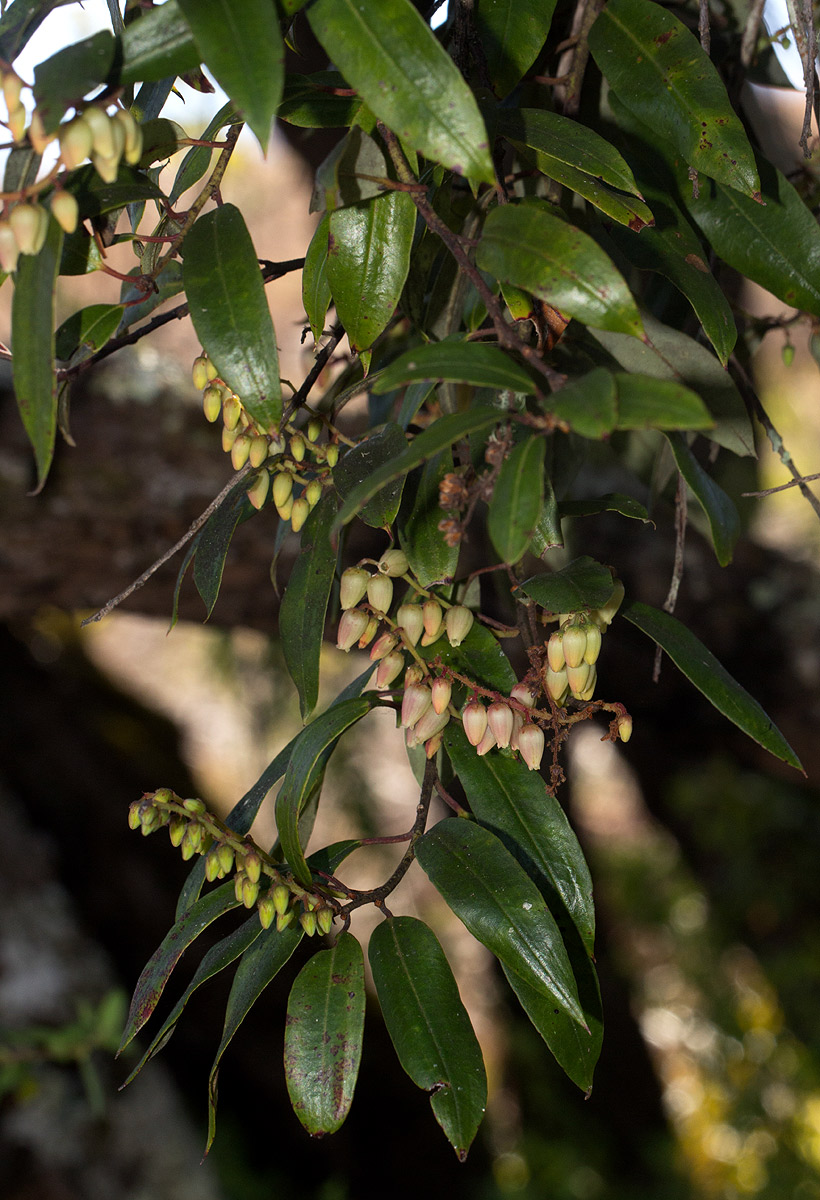 Agauria salicifolia