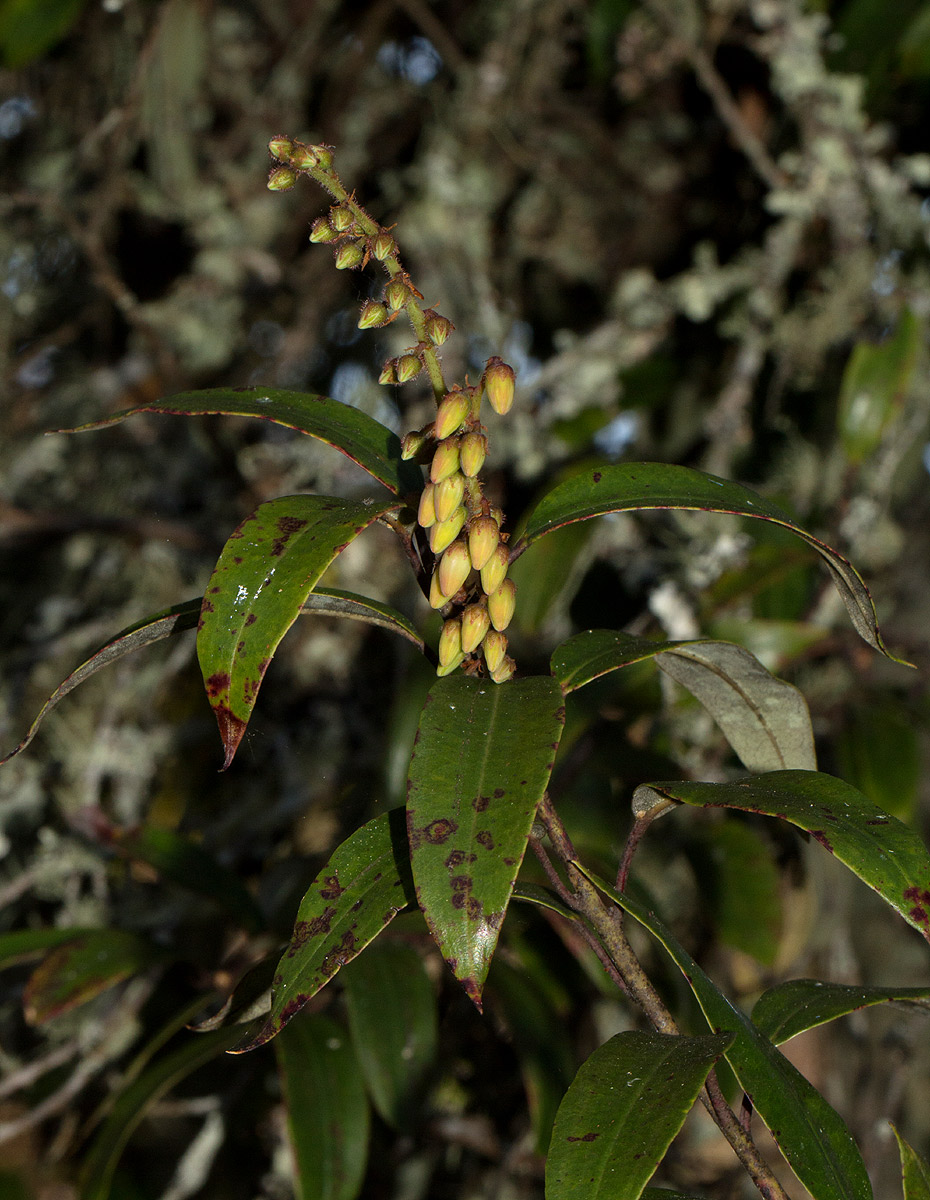 Agauria salicifolia