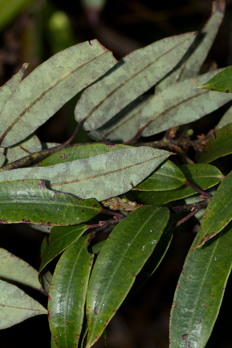 Agauria salicifolia